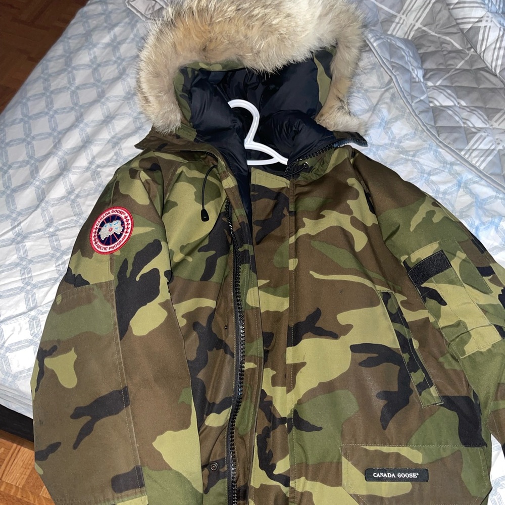 Canada goose